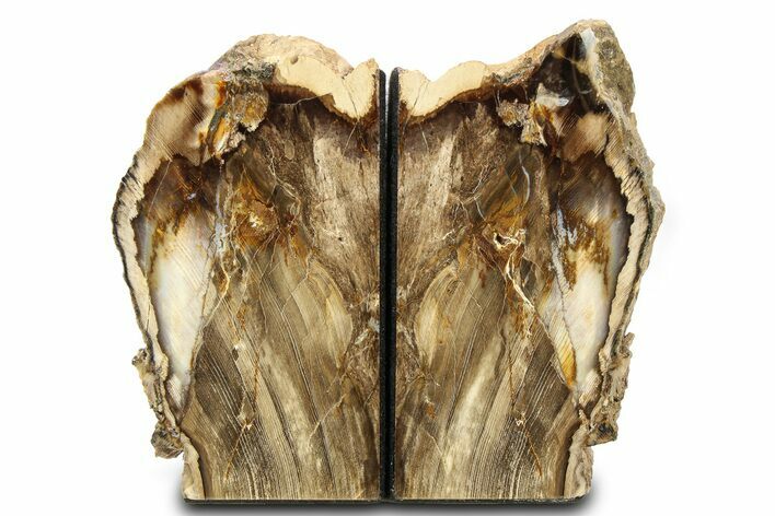 Tall, Colorful Petrified Wood Bookends - Washington #307182